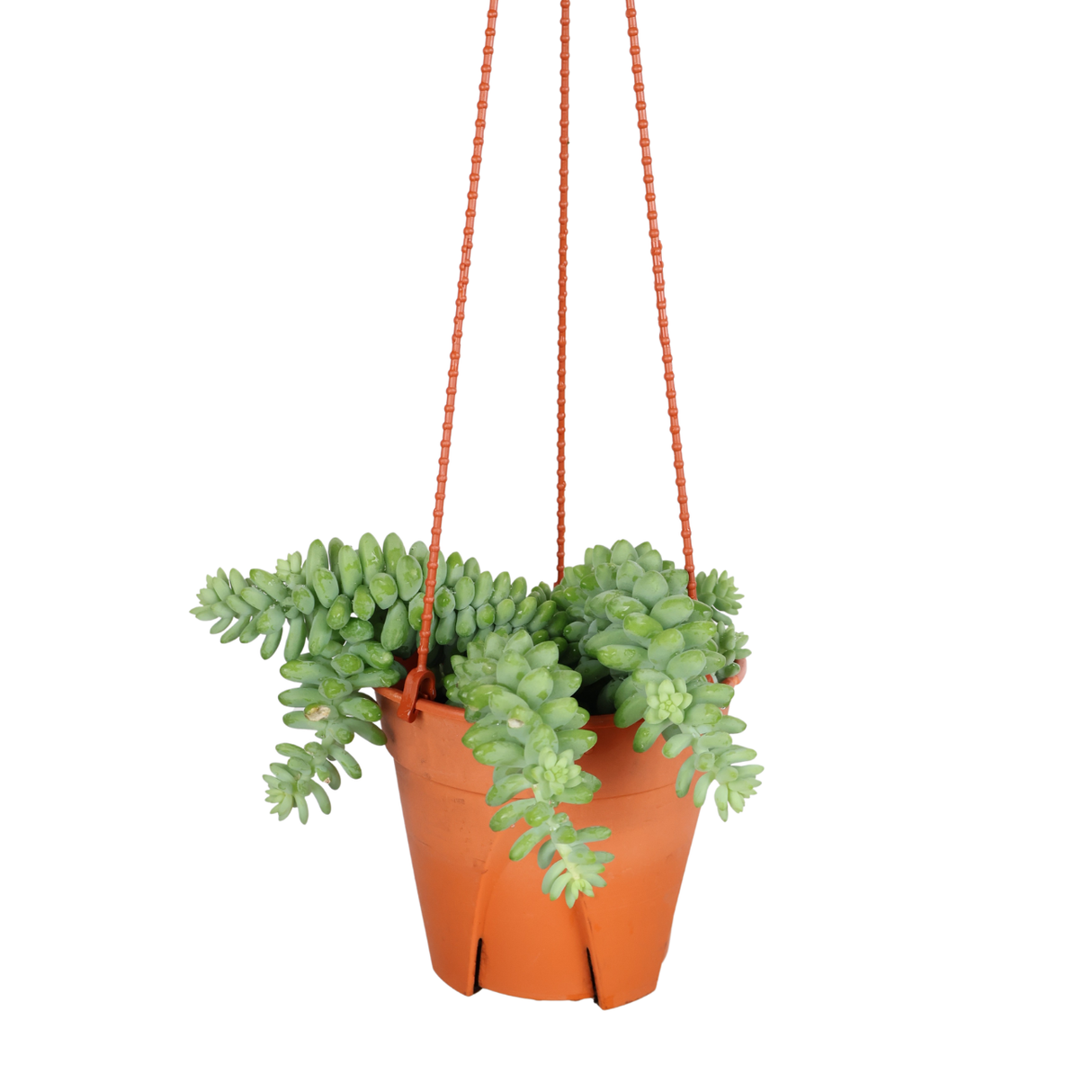 Sedum Hanging