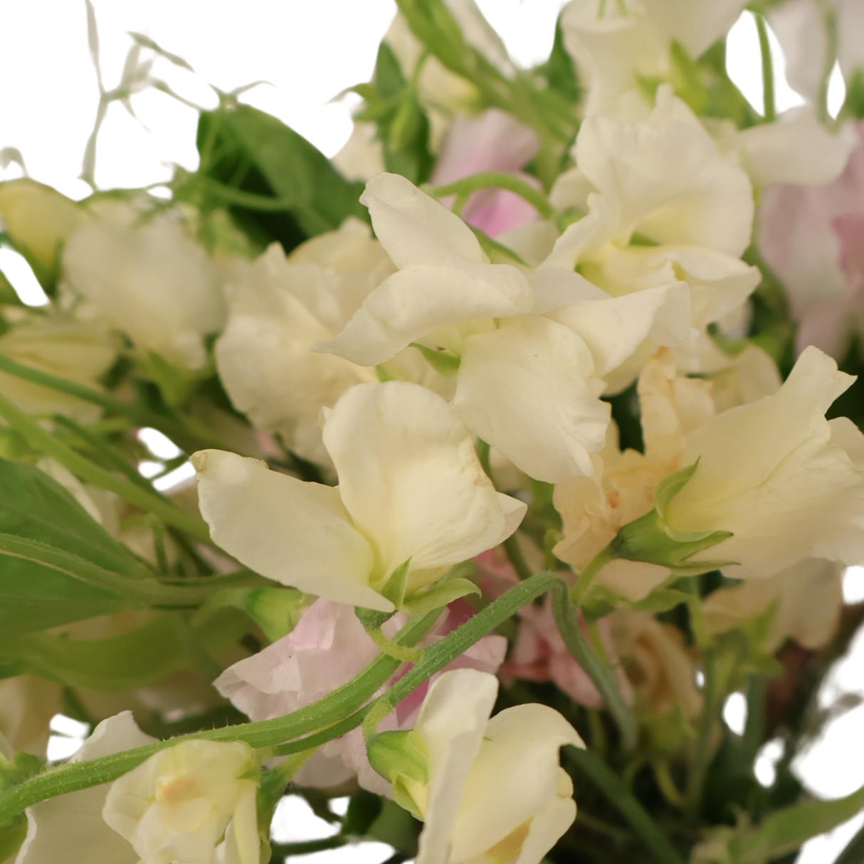 Sweet Pea (China)