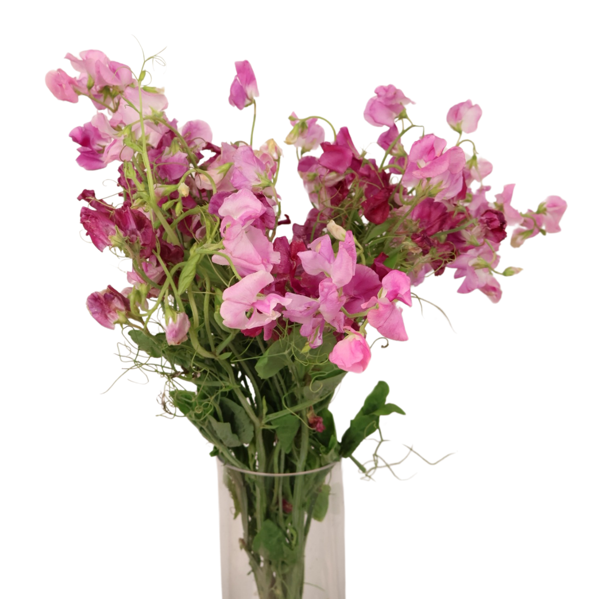 Sweet Pea (China)
