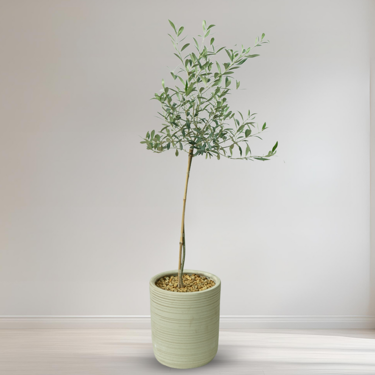 Olive in Ceramic Pot