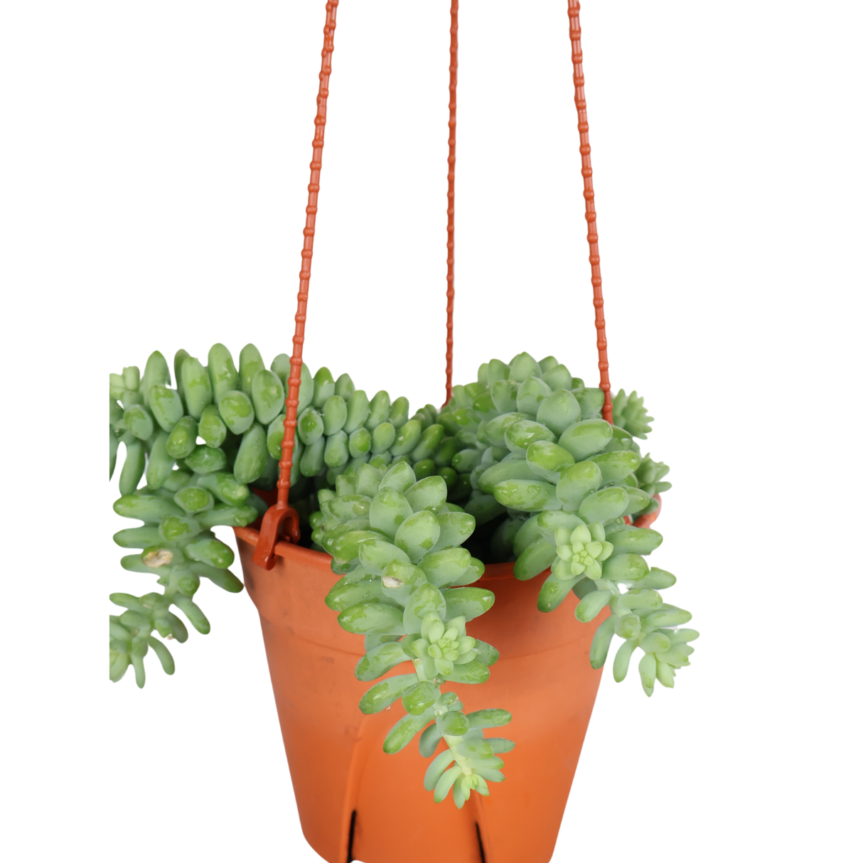 Sedum Hanging