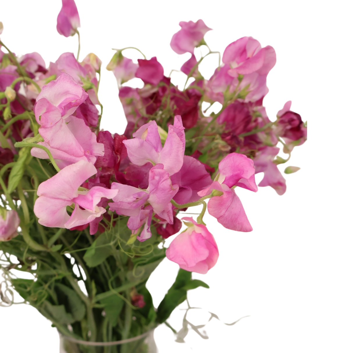 Sweet Pea (China)