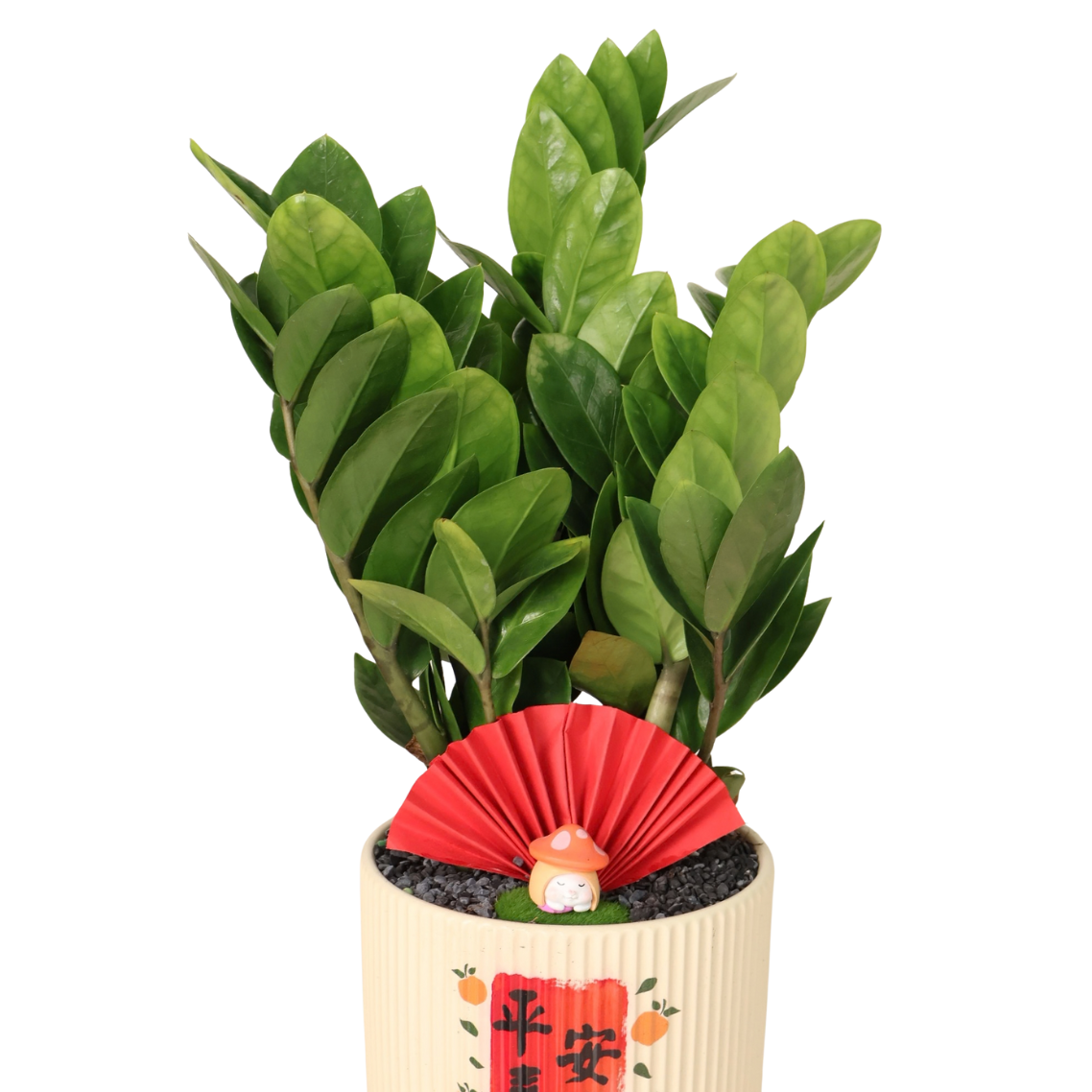 Zamioculcas Zamiifolia Money Plant in Festive Pot (ZZ Plant 金钱树)