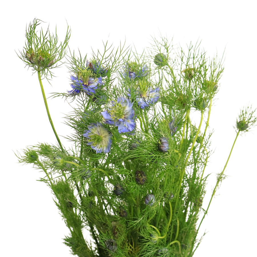Nigella (China)