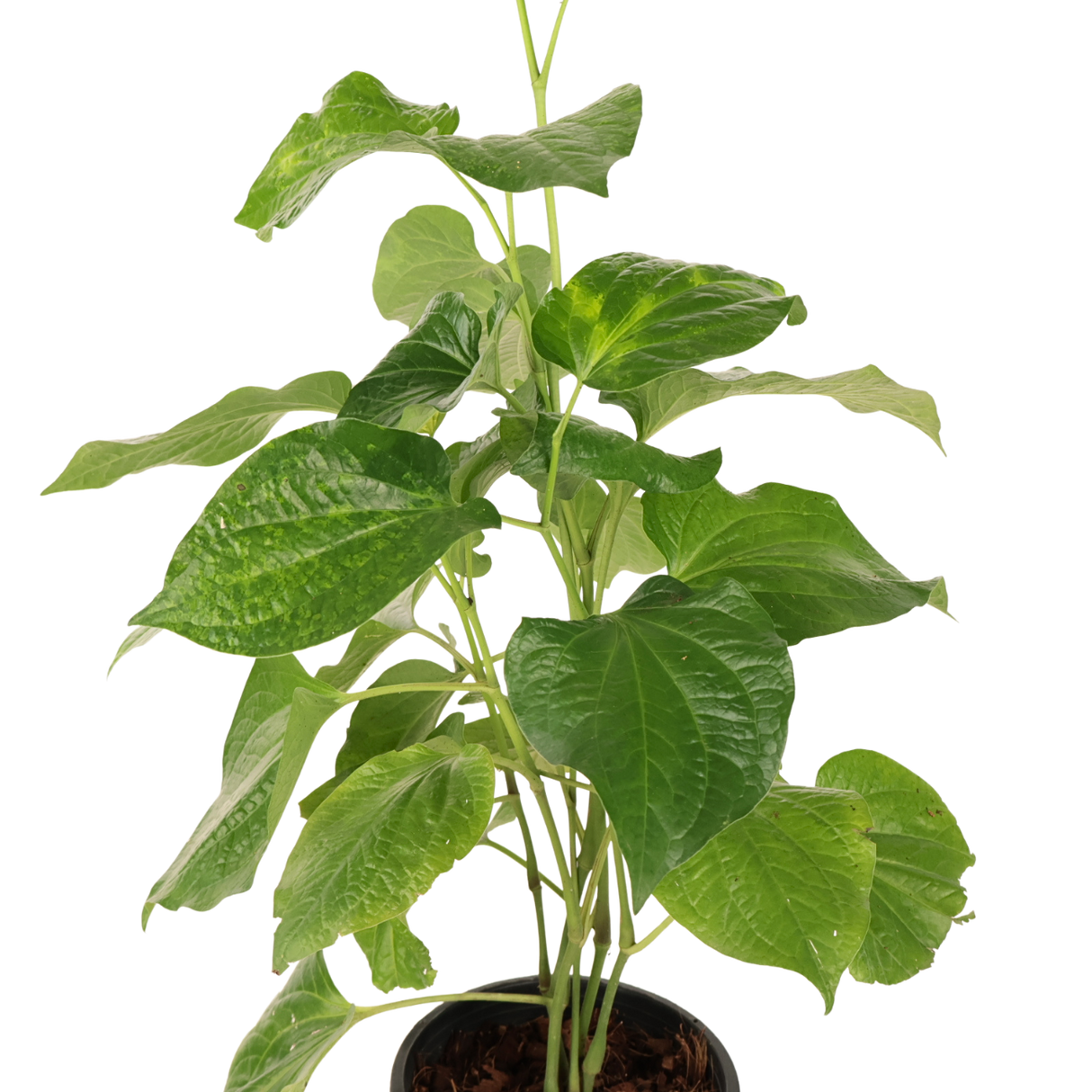 Piper Sarmentosum (Betel Leaf)