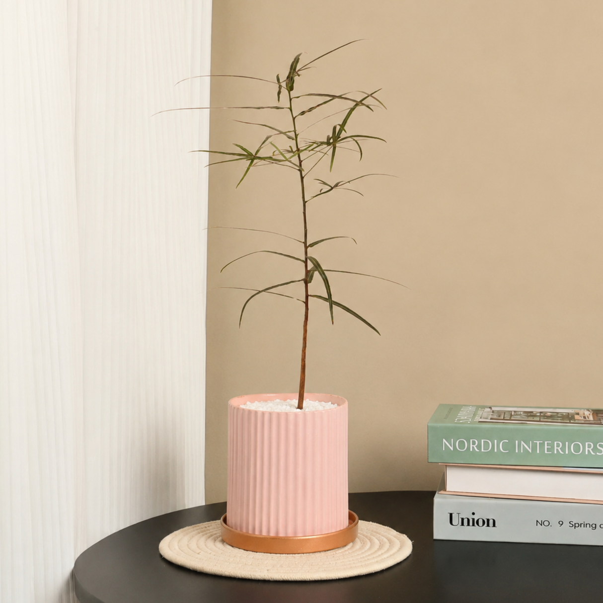 Queensland Bottle Tree (Brachychiton Rupestris) in Ceramic Pot