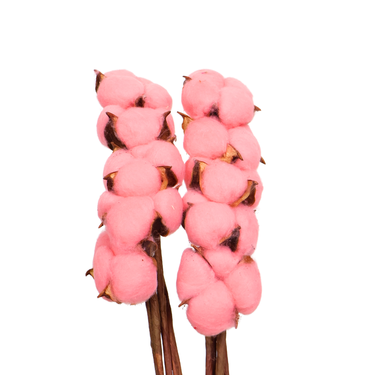 Preserved Cotton Flower