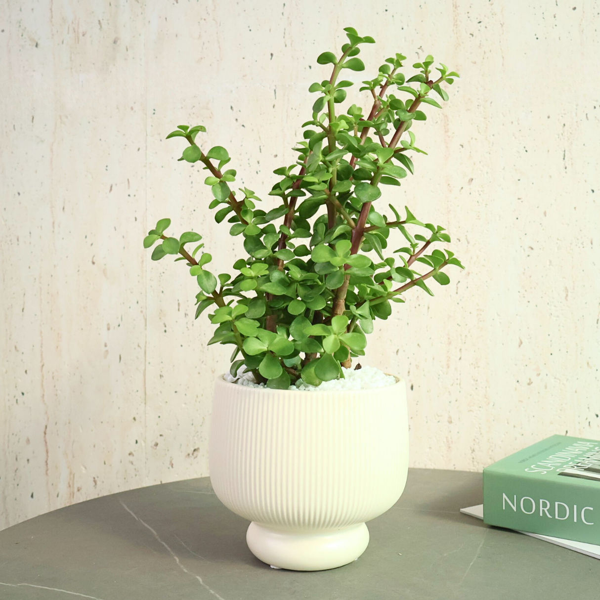 Portulacaria Afra (Money Plant) in Ceramic Pot - Corporate Gifts