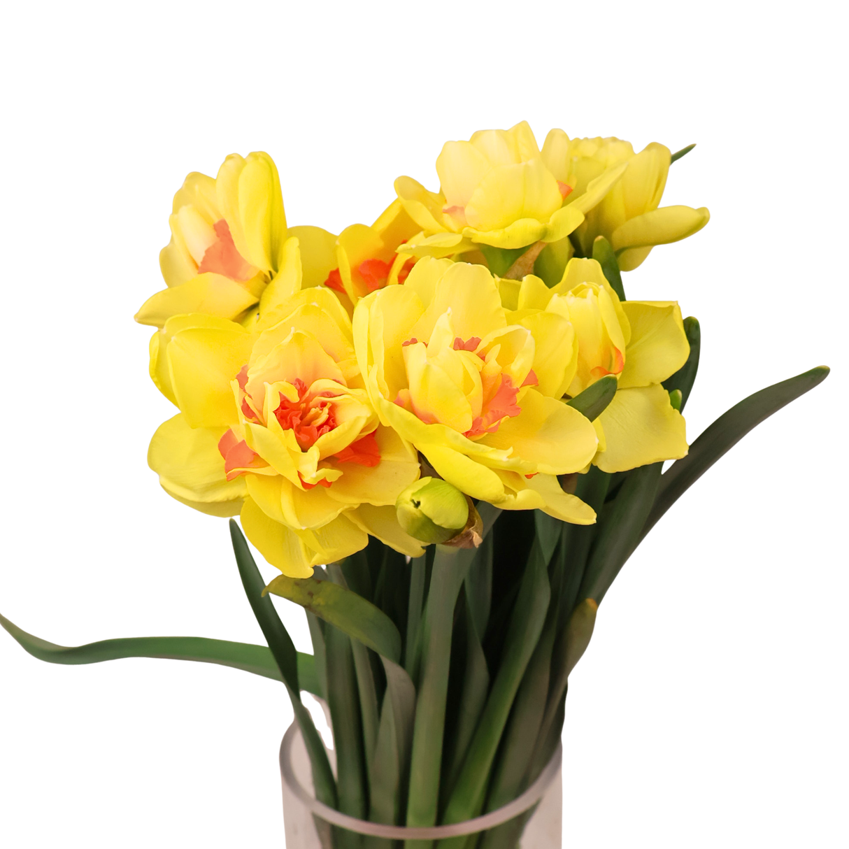 Narcissus Daffodil (Holland)