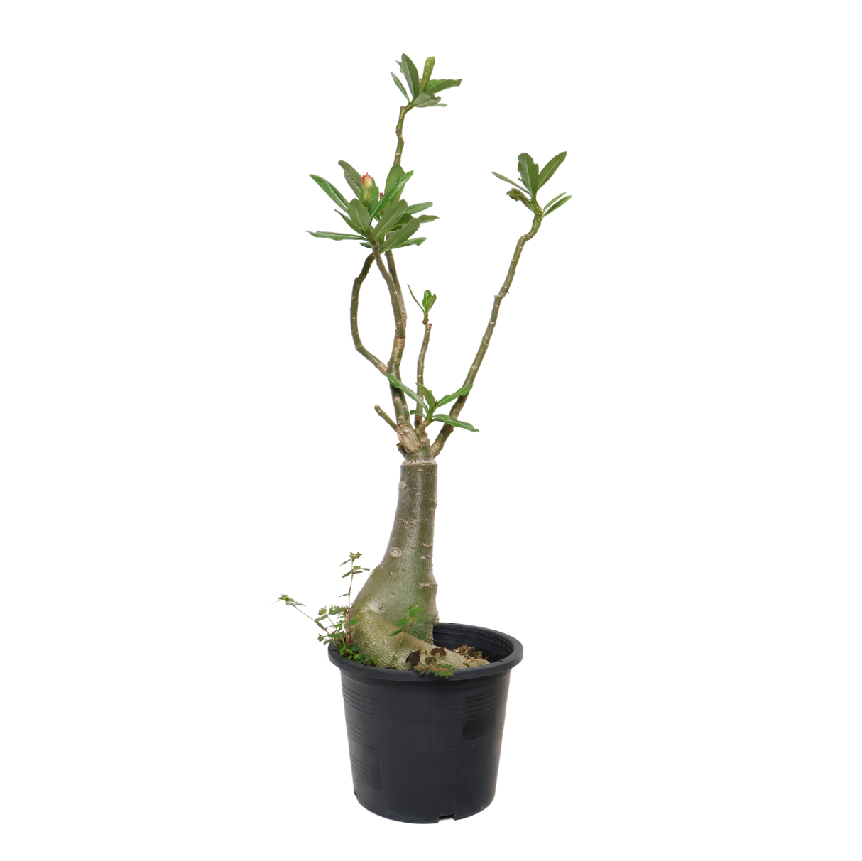 Adenium