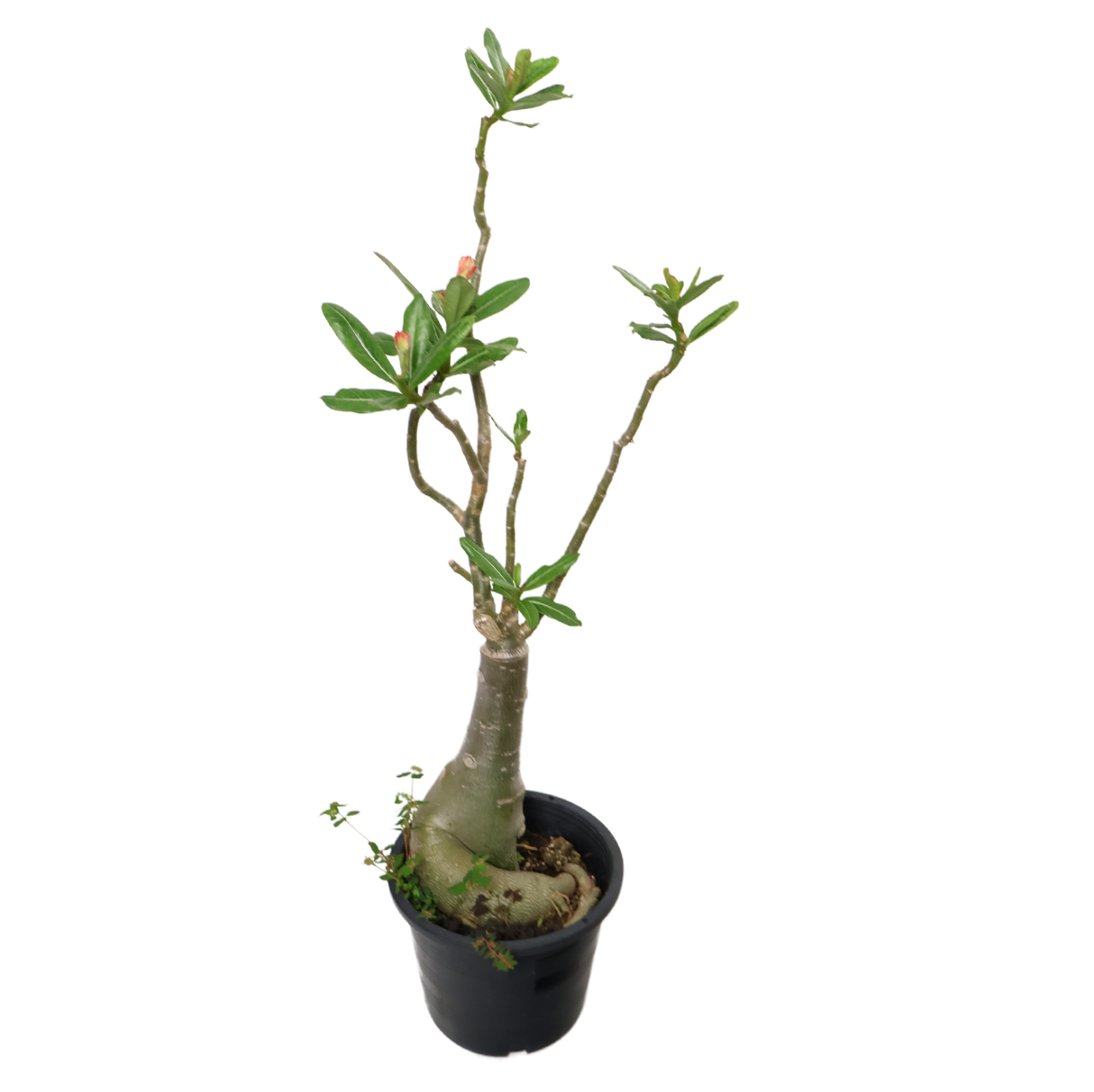 Adenium