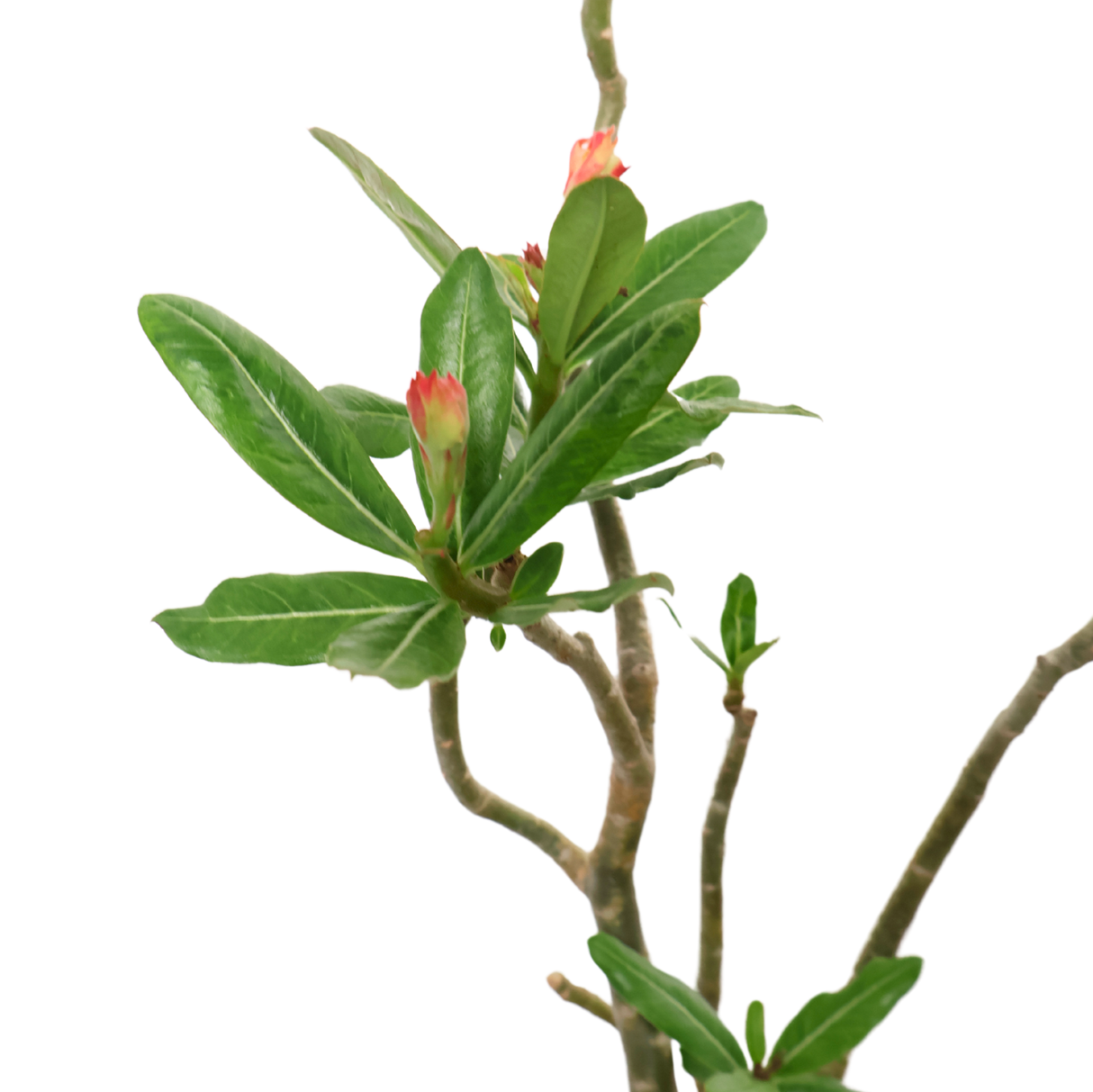 Adenium
