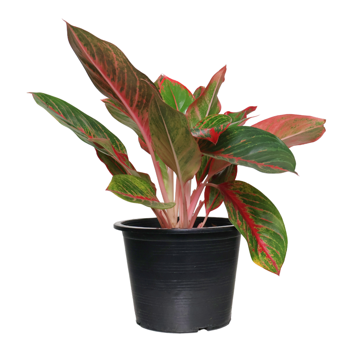 Aglaonema Commutatum (Chinese Evergreen)