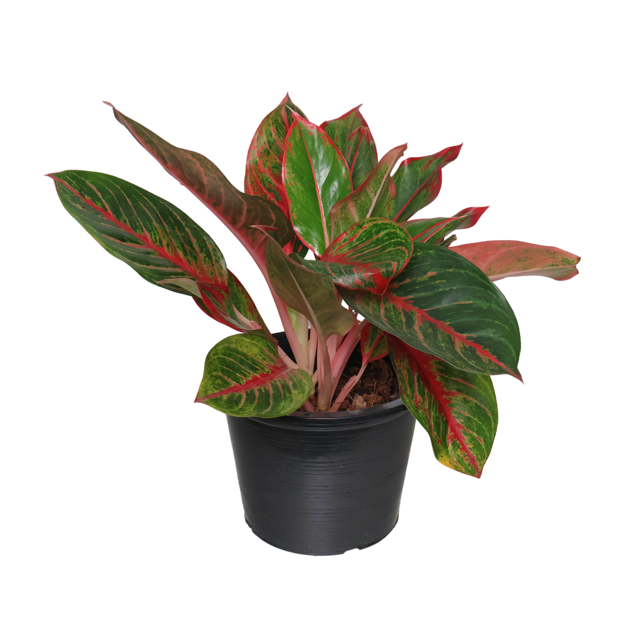 Aglaonema Commutatum (Chinese Evergreen)