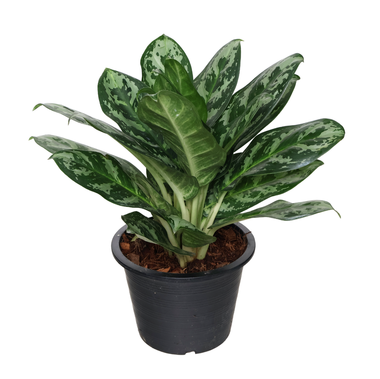 Aglaonema Commutatum (Chinese Evergreen)