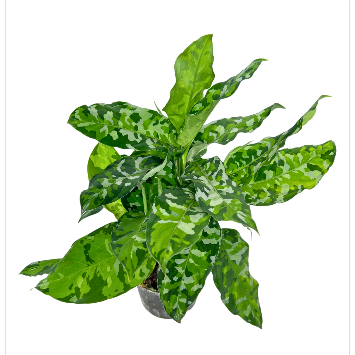 Aglaonema Pictum Tricolor