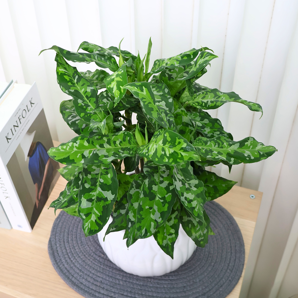 Aglaonema Pictum Tricolor in Ceramic Pot