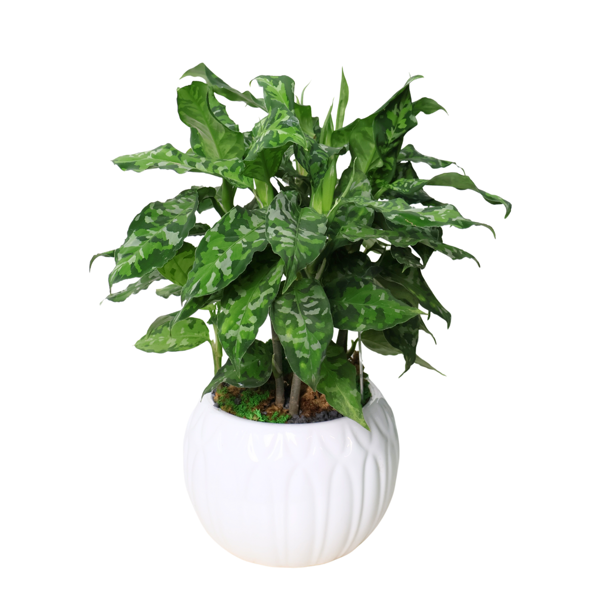 Aglaonema Pictum Tricolor in Ceramic Pot