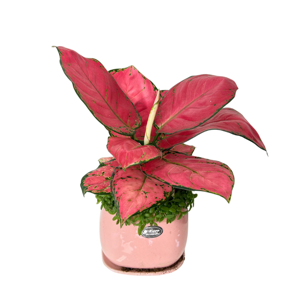 Aglaonema Plant with Dragon Fruit Seed