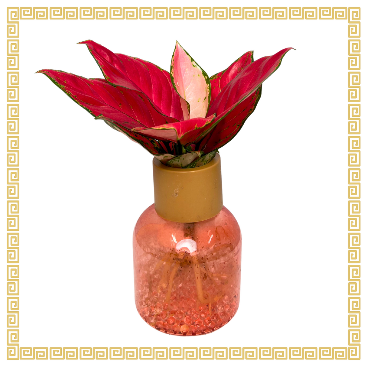 Aglaonema hydroponic Plant - Pink Pot