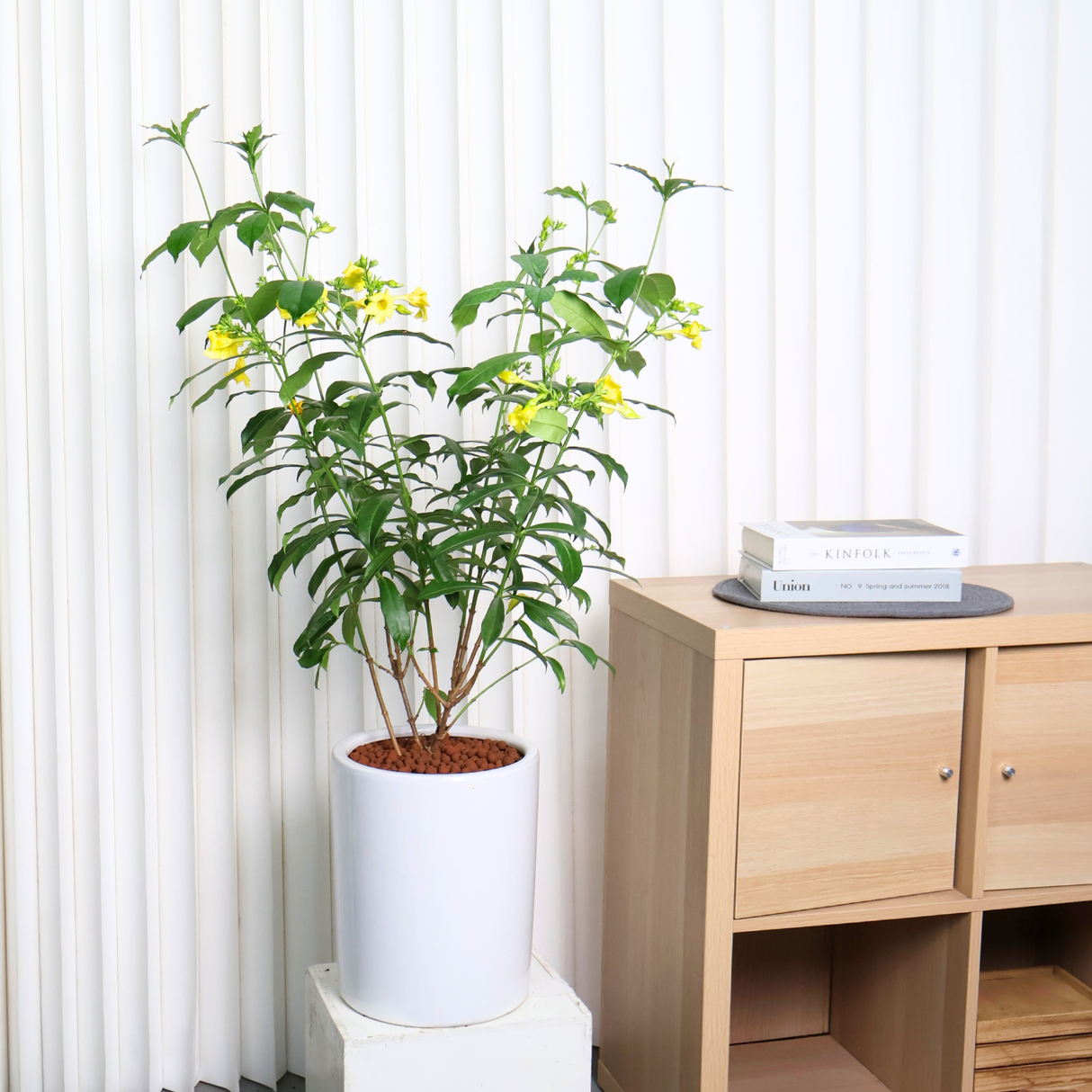 Allamanda Yellow (Golden Trumpet) in Ceramic Pot