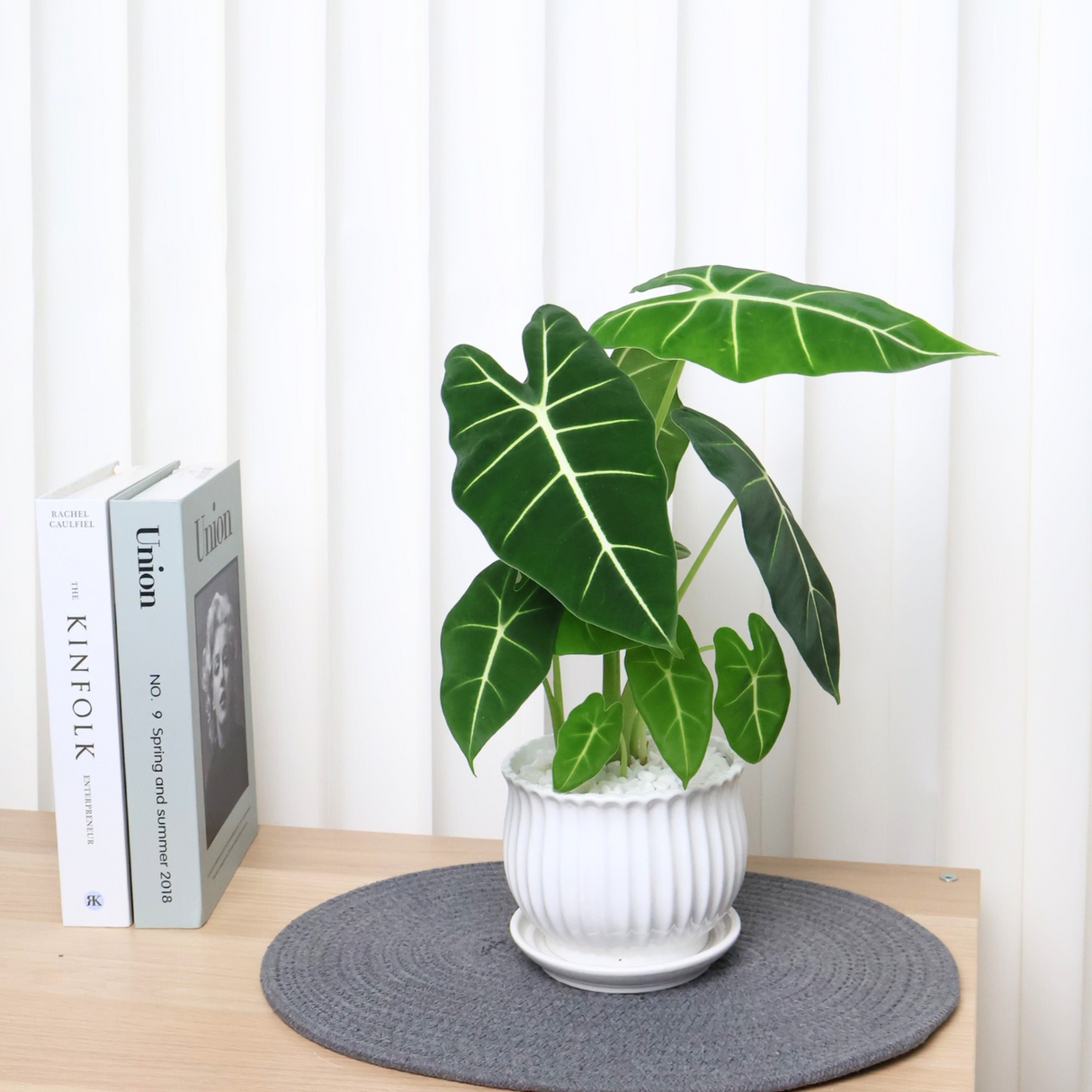 Alocasia Frydek in Ceramic Pot