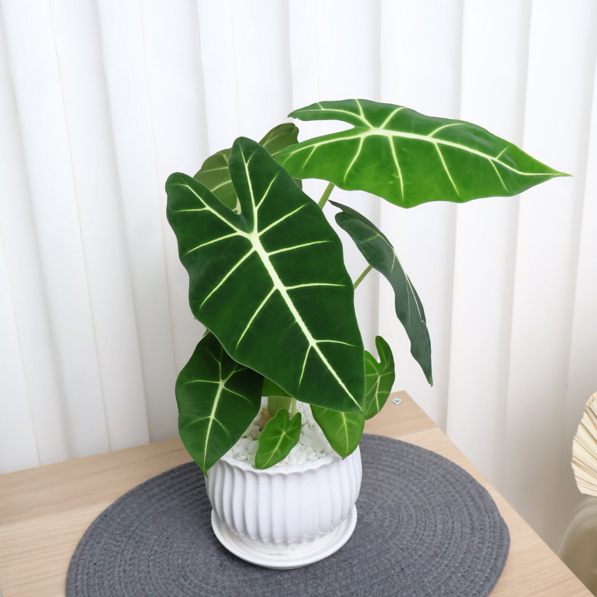 Alocasia Frydek in Ceramic Pot
