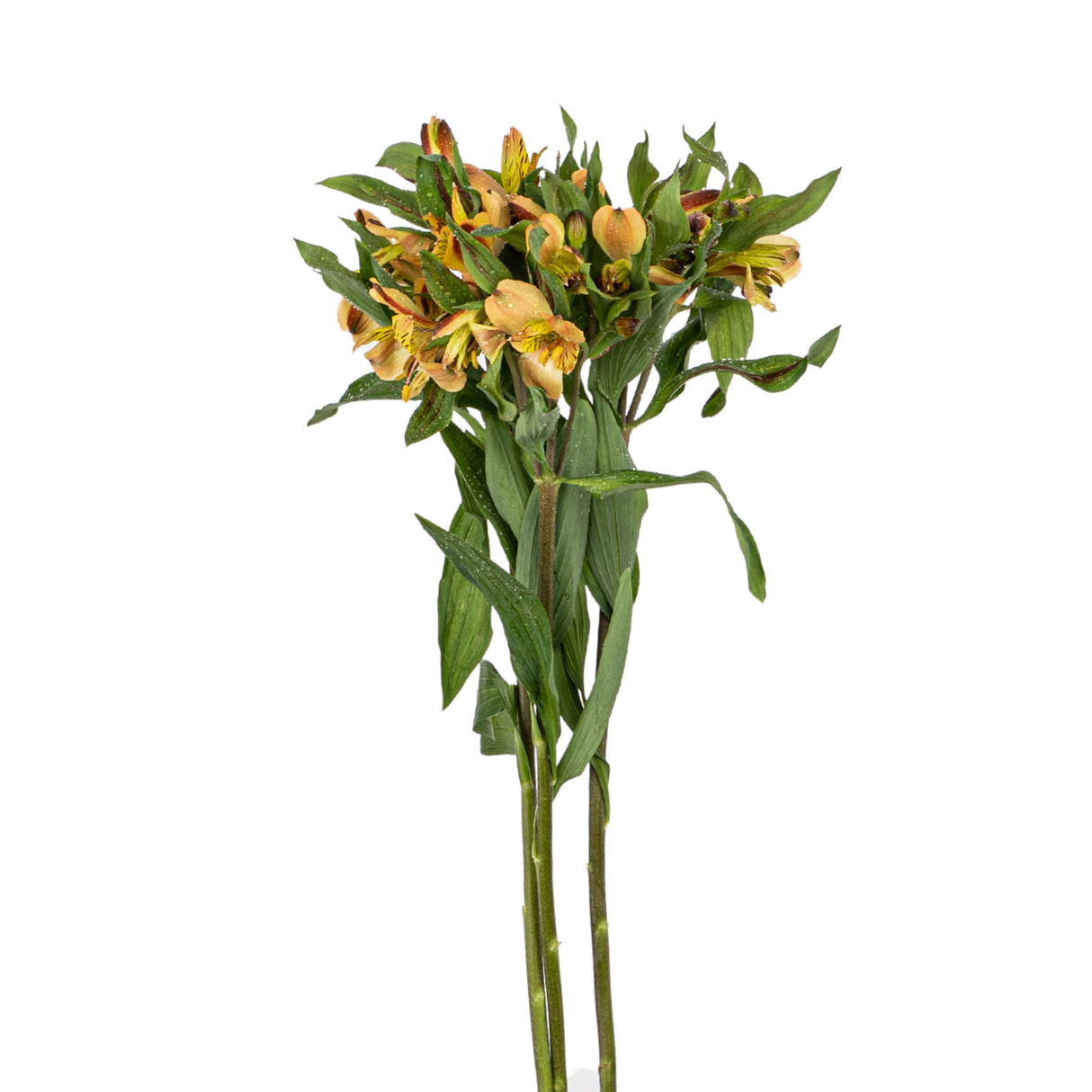 Alstroemeria (Vietnam)