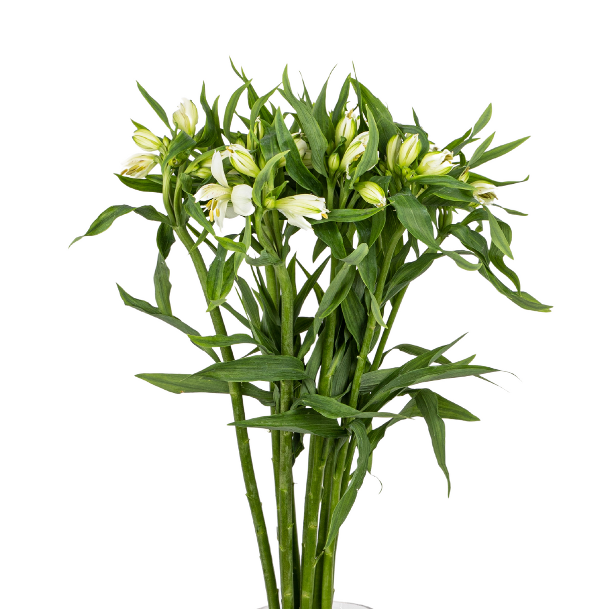 Alstroemeria (Vietnam)
