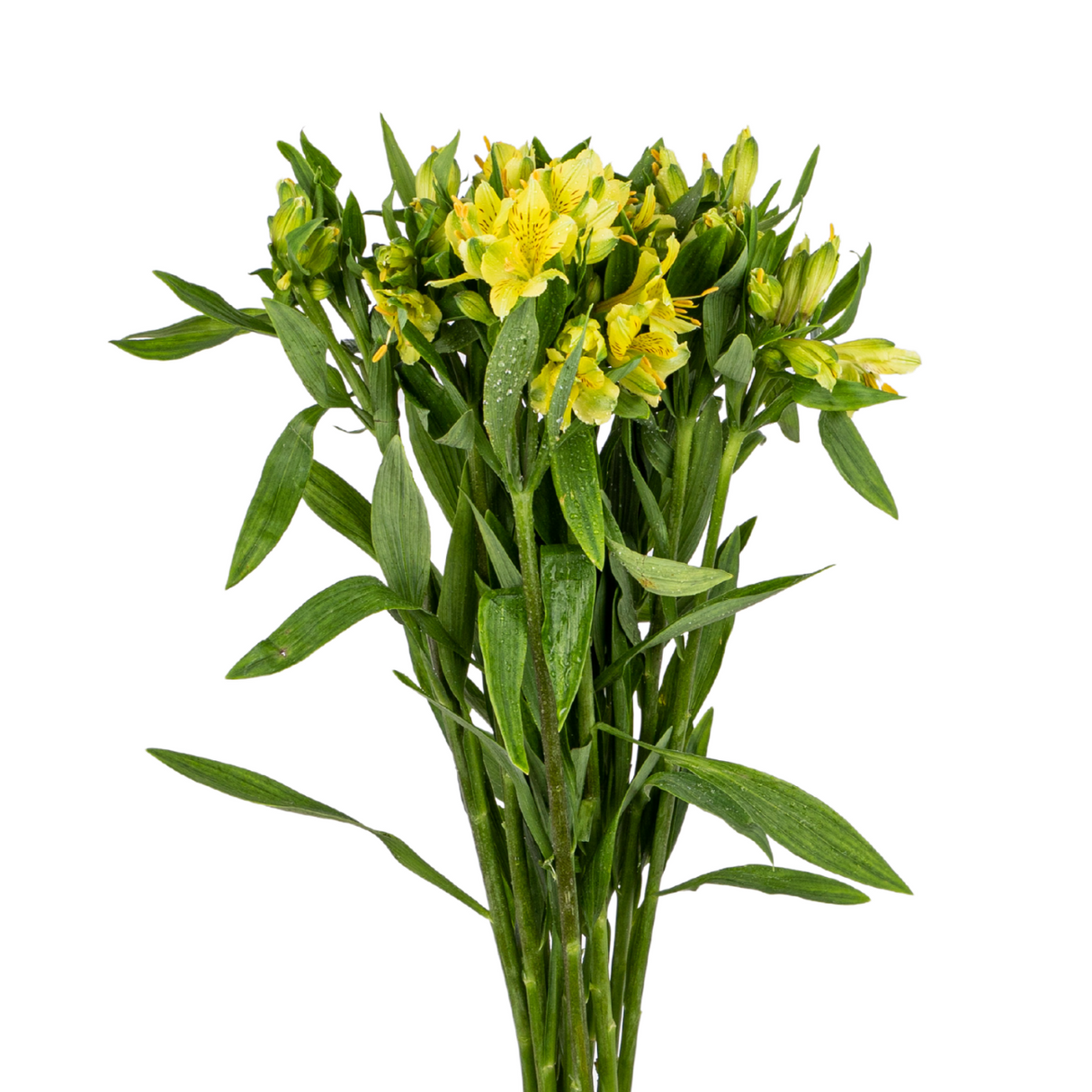 Alstroemeria (Vietnam)