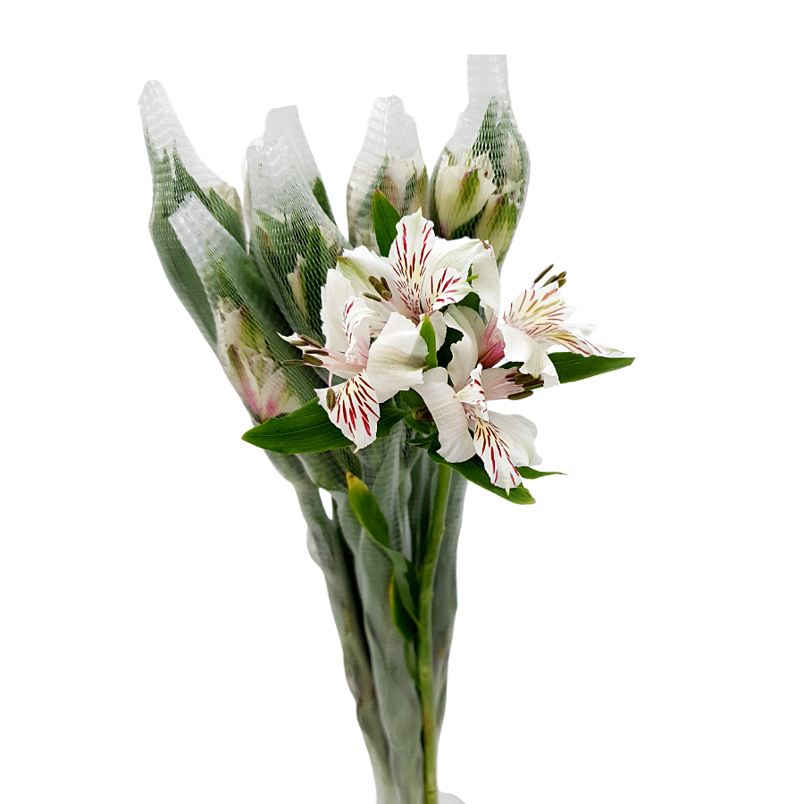 Alstroemeria (Columbia)