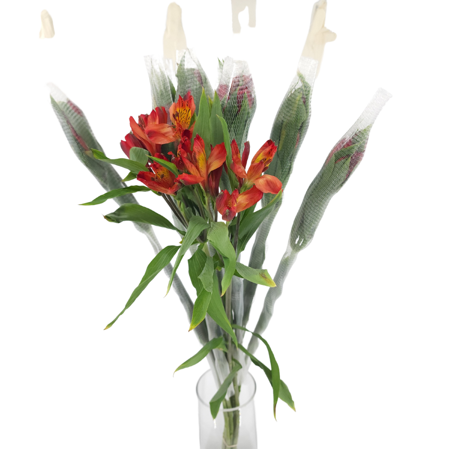 Alstroemeria (Columbia)