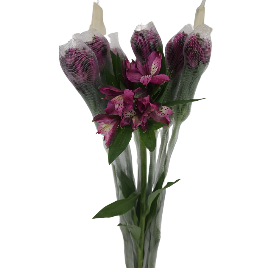 Alstroemeria (Columbia)