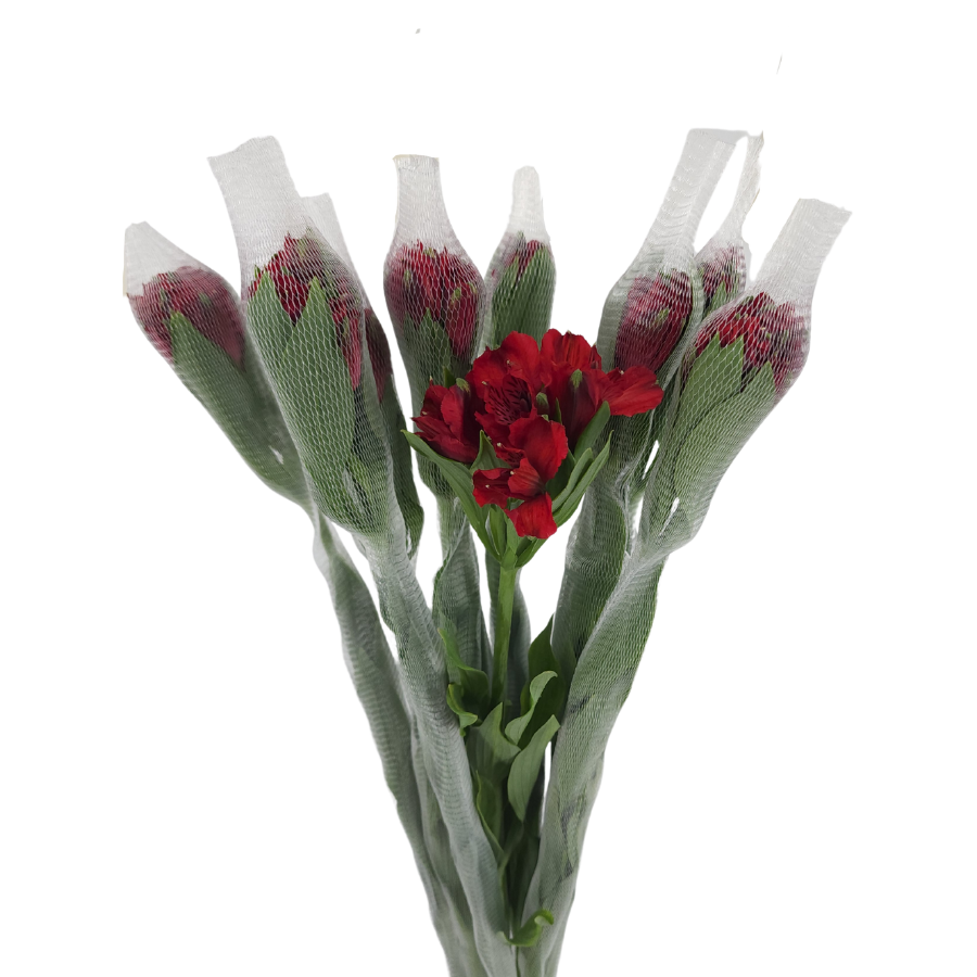 Alstroemeria (Columbia)