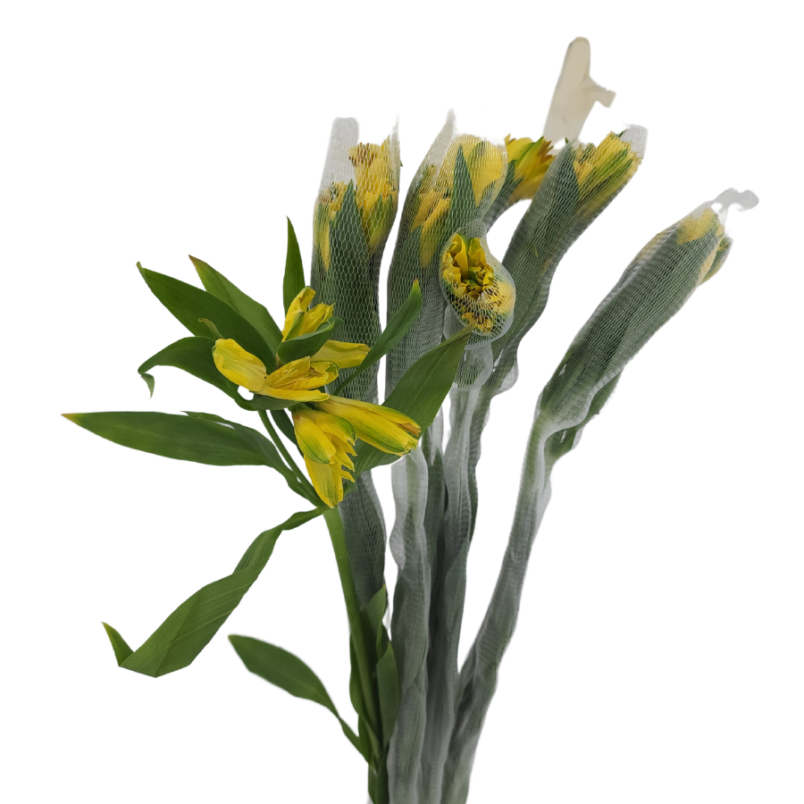 Alstroemeria (Columbia)