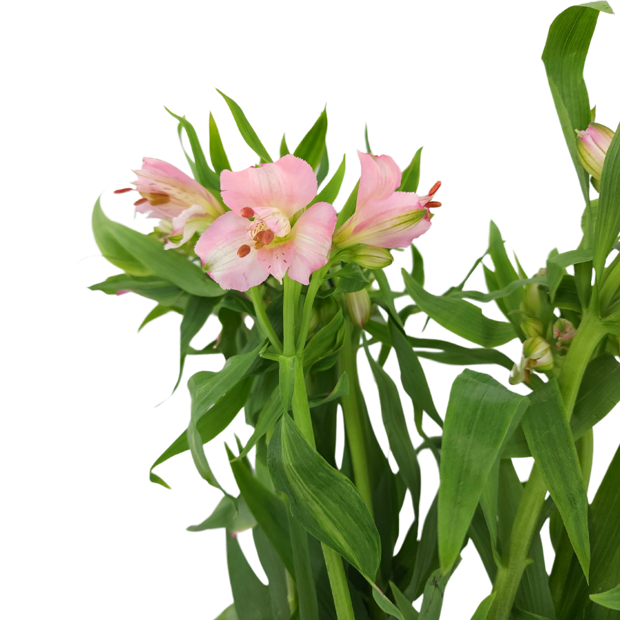 Alstroemeria (Vietnam)