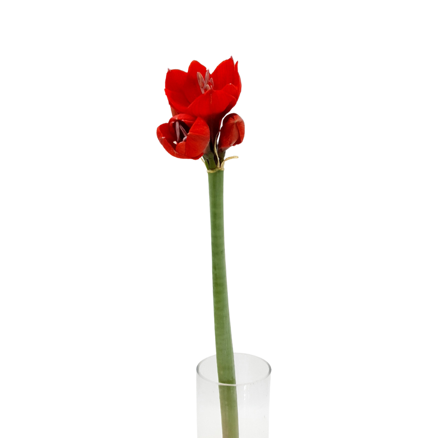 Amaryllis (Holland)