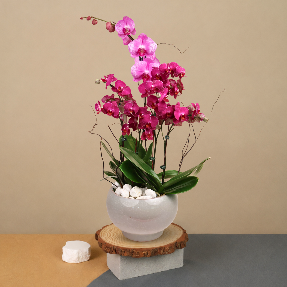 Amethyst Whisper (1 Single Stalk, 2 Double Stem) - Orchid Phalaenopsis