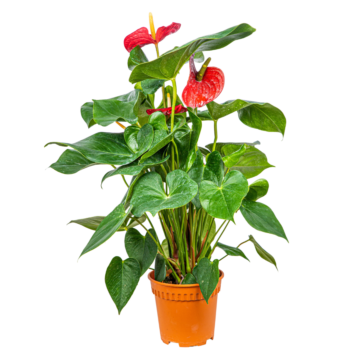Anthurium Plant