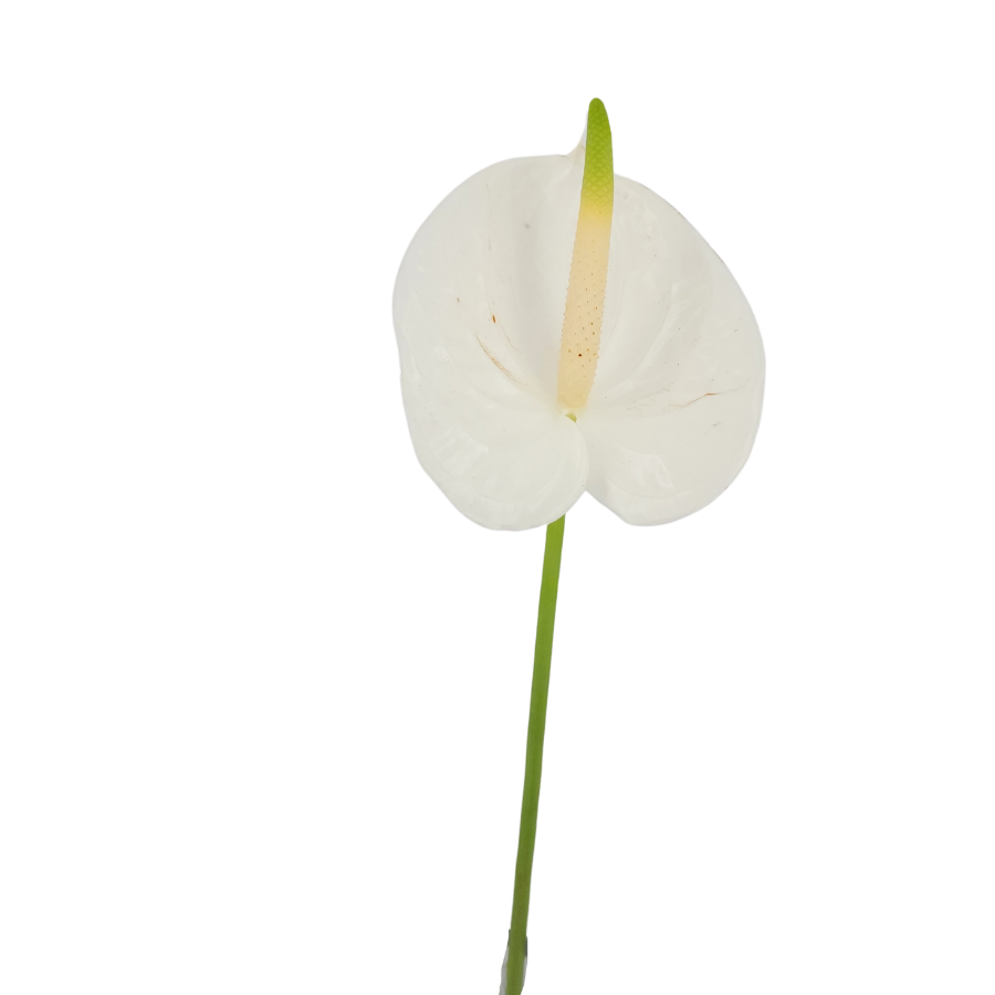 Anthurium XL Size (Malaysia)
