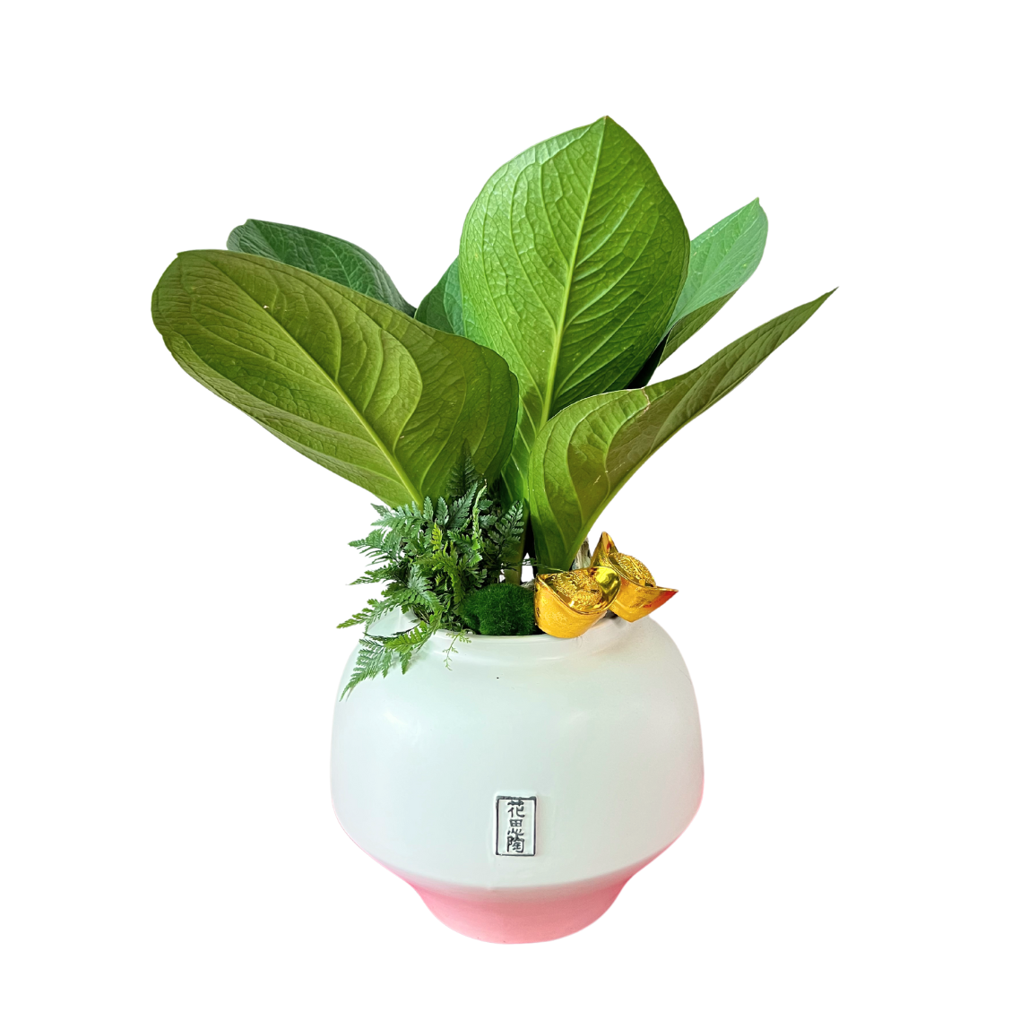 Anthurium Boutique Plant