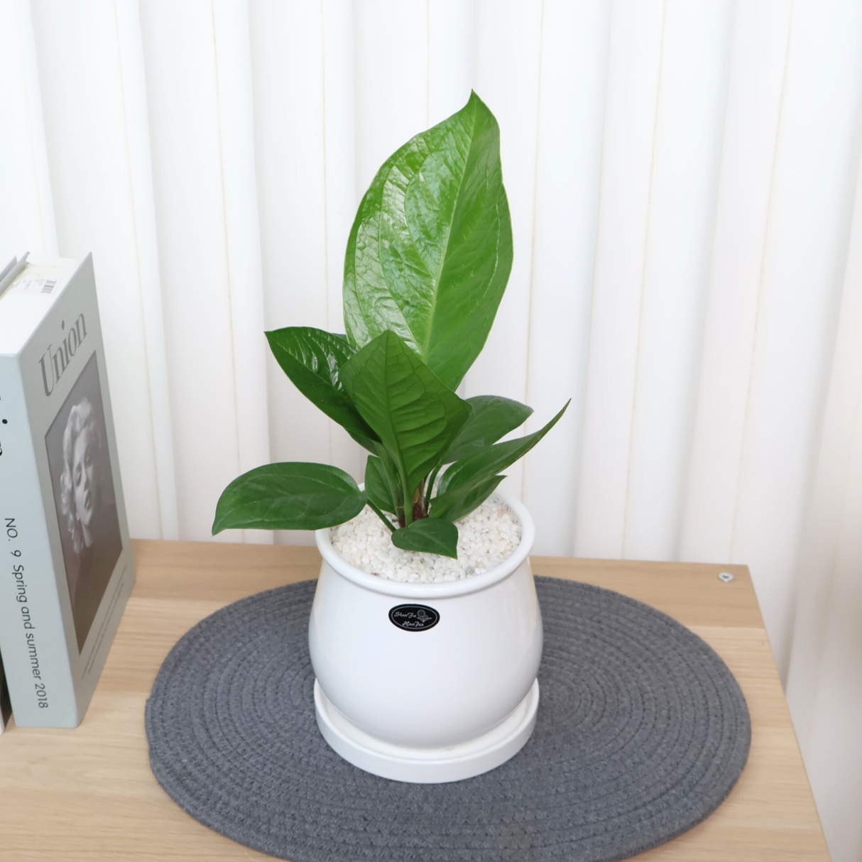 Anthurium Jungle Bush in Ceramic Pot