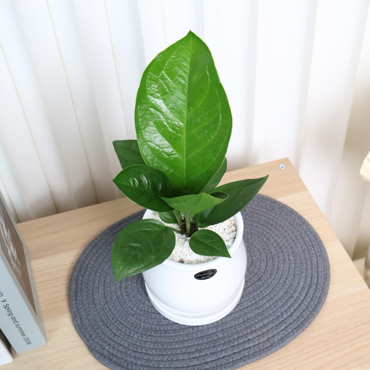 Anthurium Jungle Bush in Ceramic Pot