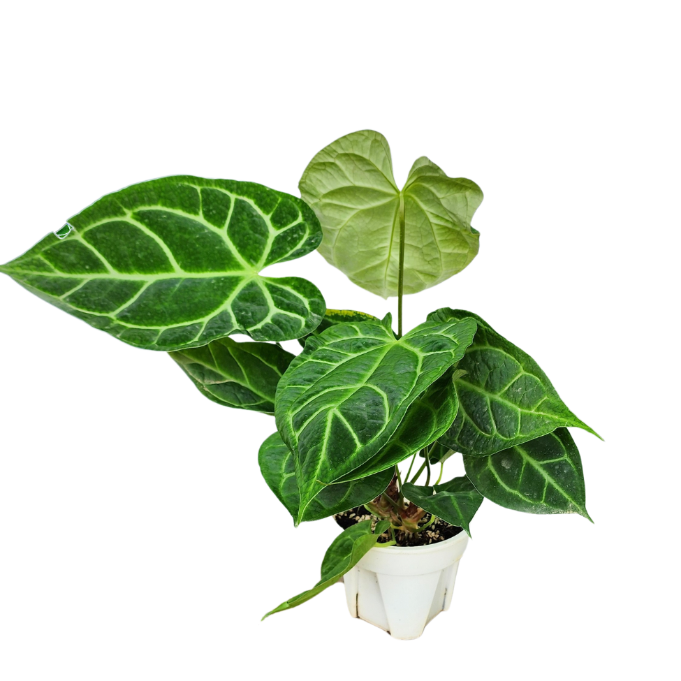 Anthurium Crystallium