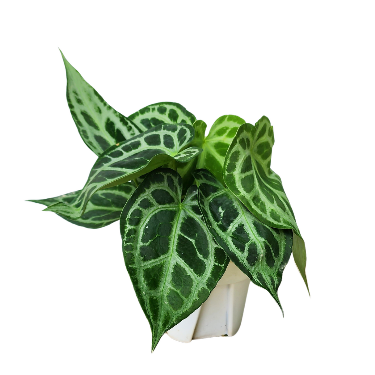 Anthurium Magnificum