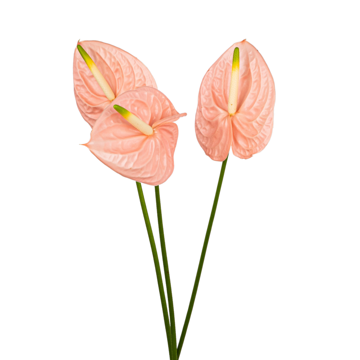 Anthurium XXL Size (Malaysia)