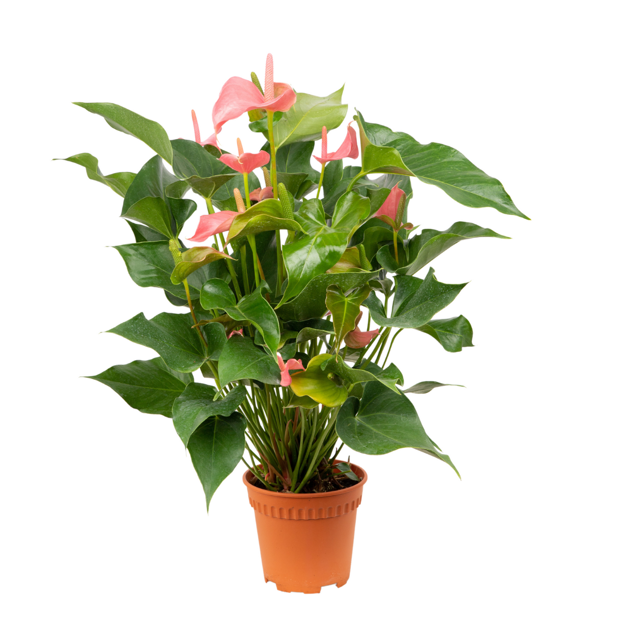 Anthurium Plant