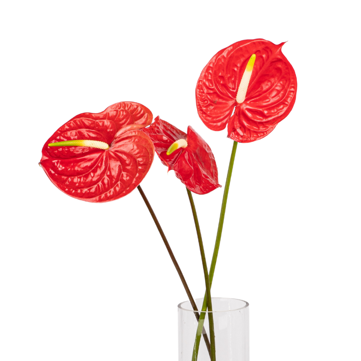 Anthurium XXL Size (Malaysia)
