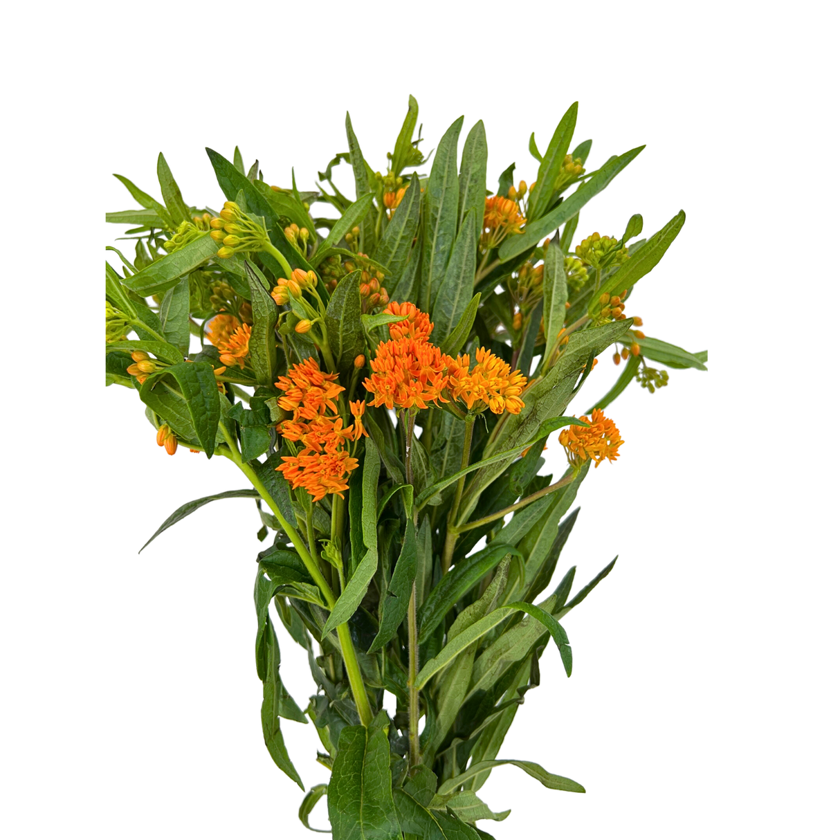 Asclepias (Holland)