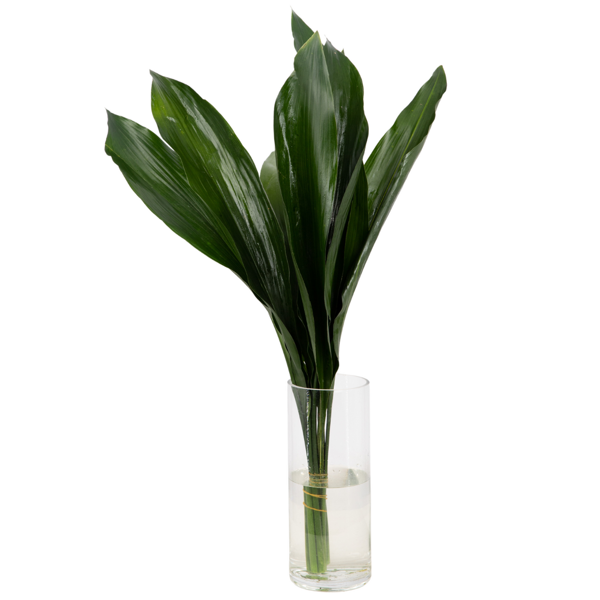 Houseplant in decorative vase on plant stem.